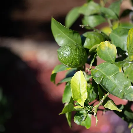 My Dalmatia - Sea View Antonela * Dobropoljana